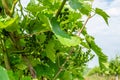 The grape gardens. Cultivation of wine grapes in Serbia