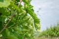 The grape gardens. Cultivation of wine grapes in Serbia