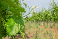 The grape gardens. Cultivation of wine grapes in Serbia