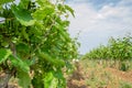 The grape gardens. Cultivation of wine grapes in Serbia