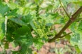 The grape gardens. Cultivation of wine grapes in Serbia