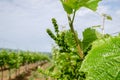 The grape gardens. Cultivation of wine grapes in Serbia