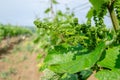 The grape gardens. Cultivation of wine grapes in Serbia