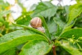 The grape gardens. Cultivation of wine grapes in Serbia. Small garden snail Royalty Free Stock Photo