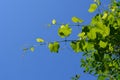 Grape green leaves on fresh shoots on the background of blue sky