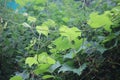 Grape green leaves under rays of summer sun in midday Royalty Free Stock Photo