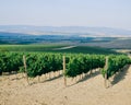 Grape green plantation in summer.