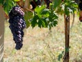 Grape in Green vineyards in Langhe Piedmont Italy Royalty Free Stock Photo