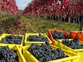 Grape harvest