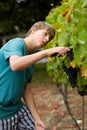 Grape Harvest