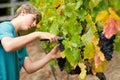 Grape Harvest