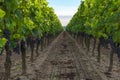 Grape harvest in bordeaux vineyard in aquitaine region, France. Royalty Free Stock Photo