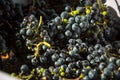 Grape harvest. Bunches of dark, freshly harvested grapes. Autumn is the time for grape harvest and winemaking