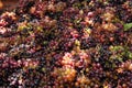Grape harvest: Bunches of red grapes, high view