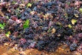 Grape harvest: Bunches of red grapes, high view