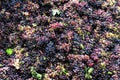 Grape harvest: Bunches of red grapes, high view