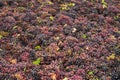 Grape harvest: Bunches of red grapes,