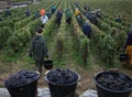 Grape harvest