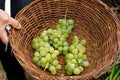 Grape harvest, close up of picked grapes in a wicker basket Royalty Free Stock Photo