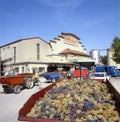 Grape harvest in France