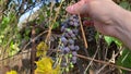 Grape harvest. I pluck a branch of a blue wine grape Lidia (moldova)