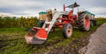 Grape Harvest III Royalty Free Stock Photo