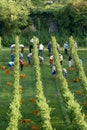 Grape harvest