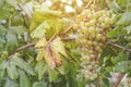 Grape harvest in rural country field with burning sun Royalty Free Stock Photo