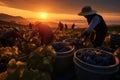 Grape Harvest At Sunrise Vineyard Workers Collecting Grapes. Generative AI
