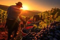 Grape Harvest At Sunrise Vineyard Workers Collecting Grapes. Generative AI