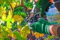 Grape harvest time