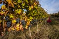 Grape harvest time