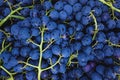 Grape harvest in a vineyard close-up Royalty Free Stock Photo