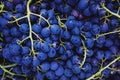 Grape harvest in a vineyard close-up Royalty Free Stock Photo
