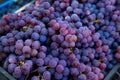 Grape harvest in the vineyard. Close-up of red and black clusters of Pinot Noir grapes collected in boxes and ready for wine Royalty Free Stock Photo