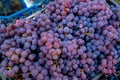 Grape harvest in the vineyard. Close-up of red and black clusters of Pinot Noir grapes collected in boxes and ready for wine Royalty Free Stock Photo