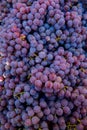 Grape harvest in the vineyard. Close-up of red and black clusters of Pinot Noir grapes collected in boxes and ready for wine Royalty Free Stock Photo