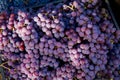 Grape harvest in the vineyard. Close-up of red and black clusters of Pinot Noir grapes collected in boxes and ready for wine Royalty Free Stock Photo