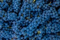 Grape harvest in the vineyard. Close-up of red and black clusters of Pinot Noir grapes collected in boxes and ready for wine Royalty Free Stock Photo