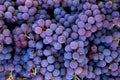 Grape harvest in the vineyard. Close-up of red and black clusters of Pinot Noir grapes collected in boxes and ready for wine