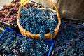 Grape harvest in the vineyard. Close-up of red and black clusters of Pinot Noir grapes collected in boxes and ready for wine Royalty Free Stock Photo