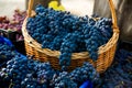 Grape harvest in the vineyard. Close-up of red and black clusters of Pinot Noir grapes collected in boxes and ready for wine Royalty Free Stock Photo