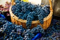 Grape harvest in the vineyard. Close-up of red and black clusters of Pinot Noir grapes collected in boxes and ready for wine Royalty Free Stock Photo