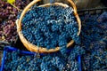 Grape harvest in the vineyard. Close-up of red and black clusters of Pinot Noir grapes collected in boxes and ready for wine Royalty Free Stock Photo