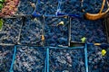 Grape harvest in the vineyard. Close-up of red and black clusters of Pinot Noir grapes collected in boxes and ready for wine Royalty Free Stock Photo