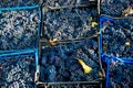 Grape harvest in the vineyard. Close-up of red and black clusters of Pinot Noir grapes collected in boxes and ready for wine Royalty Free Stock Photo