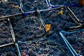 Grape harvest in the vineyard. Close-up of red and black clusters of Pinot Noir grapes collected in boxes and ready for wine Royalty Free Stock Photo