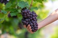 Grape harvest, Vineyards at sunset in autumn harvest ripe grapes in fall, Vineyard with ripe grapes in countryside at sunset, Royalty Free Stock Photo