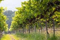 Grape harvest, Vineyards at sunset in autumn harvest ripe grapes in fall, Vineyard with ripe grapes in countryside at sunset, Royalty Free Stock Photo