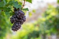 Grape harvest, Vineyards at sunset in autumn harvest ripe grapes in fall, Vineyard with ripe grapes in countryside at sunset, Royalty Free Stock Photo